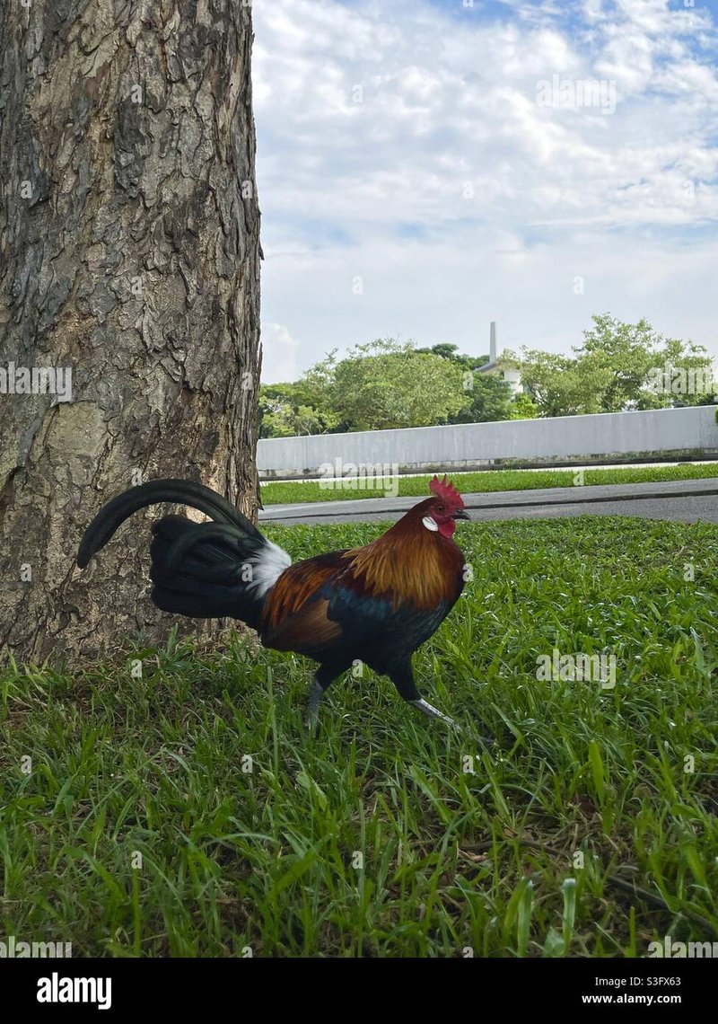 ¡Descubre El Mágico Lado De La Calle De Pollo En España